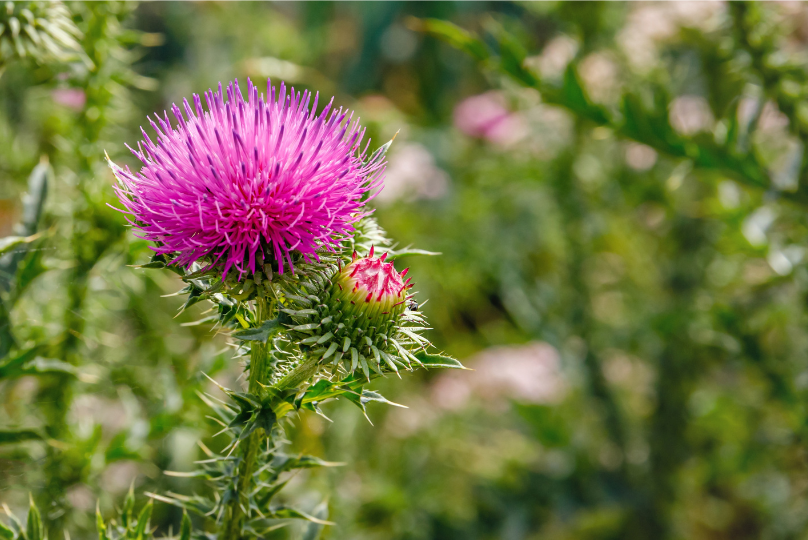 Γαϊδουράγκαθο (Milk Thistle): Οφέλη για το Ήπαρ, Ο Ρόλος της Σιλυμα...