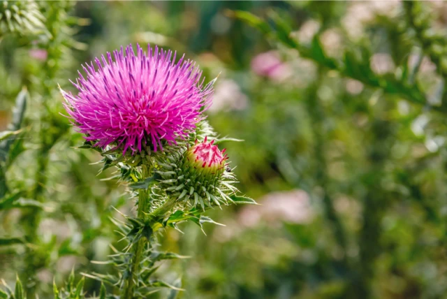 Γαϊδουράγκαθο (Milk Thistle): Οφέλη για το Ήπαρ, Ο Ρόλος της Σιλυμα &hellip;...