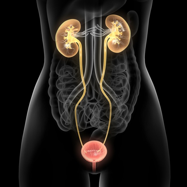 Solgar - Ουροποιητικό Σύστημα