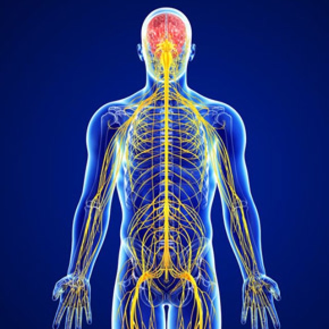 Solgar - Νευρικό Σύστημα